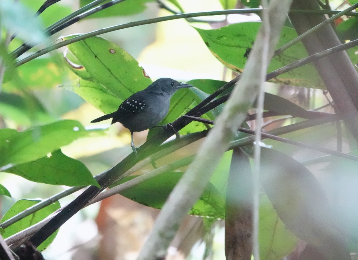 Spot-winged Antbird - ML639862717