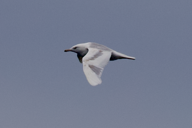 Glaucous Gull - ML639862722