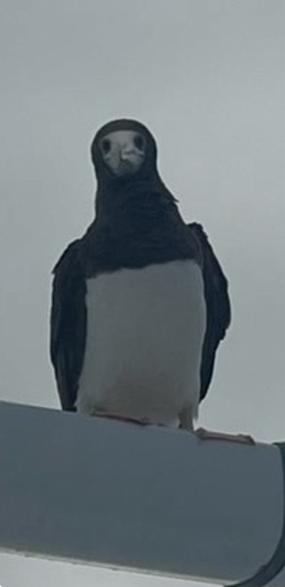 Cocos Booby - ML639862775