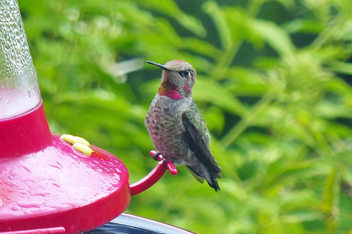 Anna's Hummingbird - ML639862782