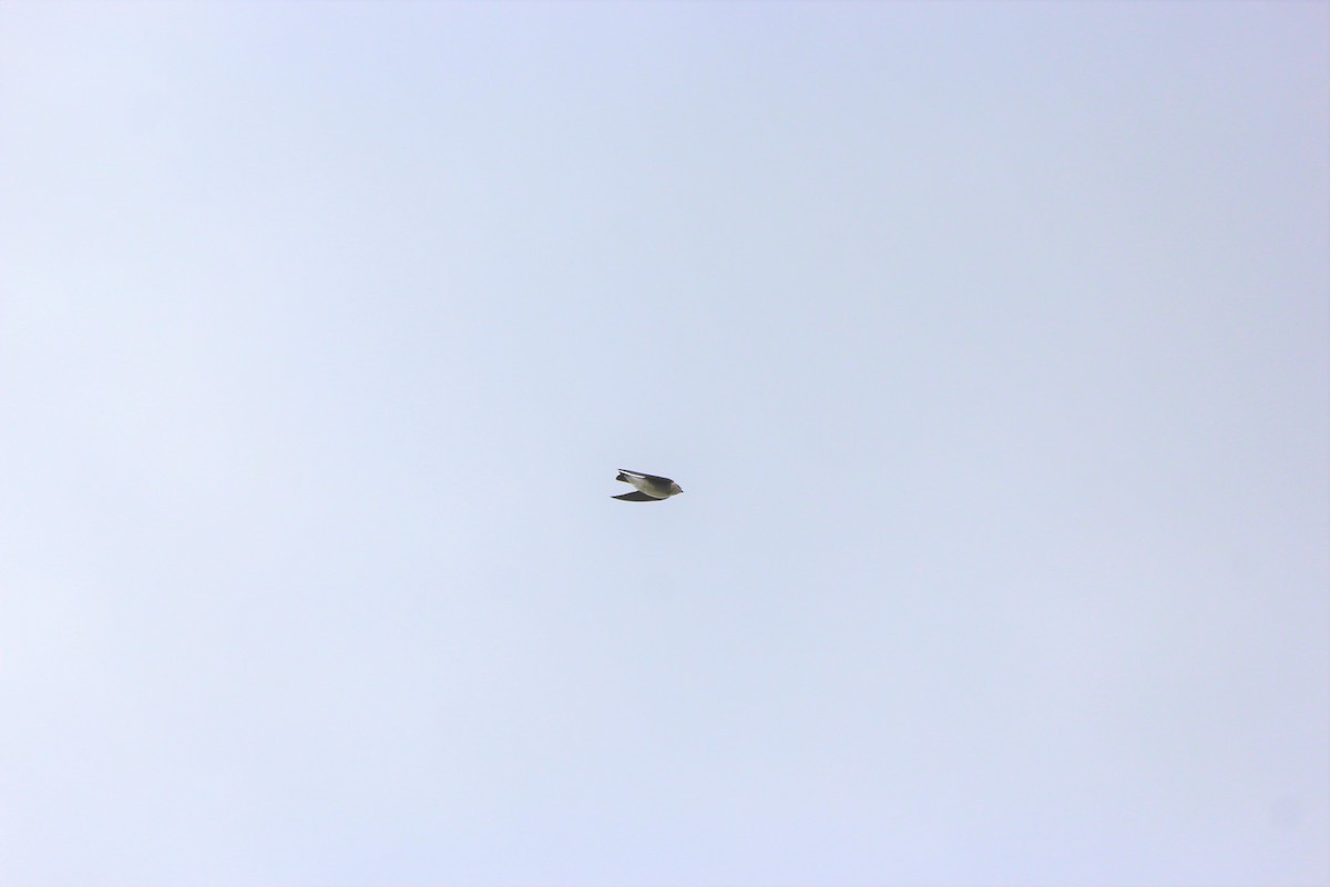 Northern Rough-winged Swallow - ML639862785