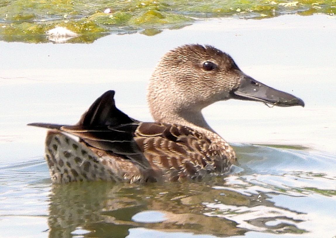 Blue-winged Teal - ML639862802