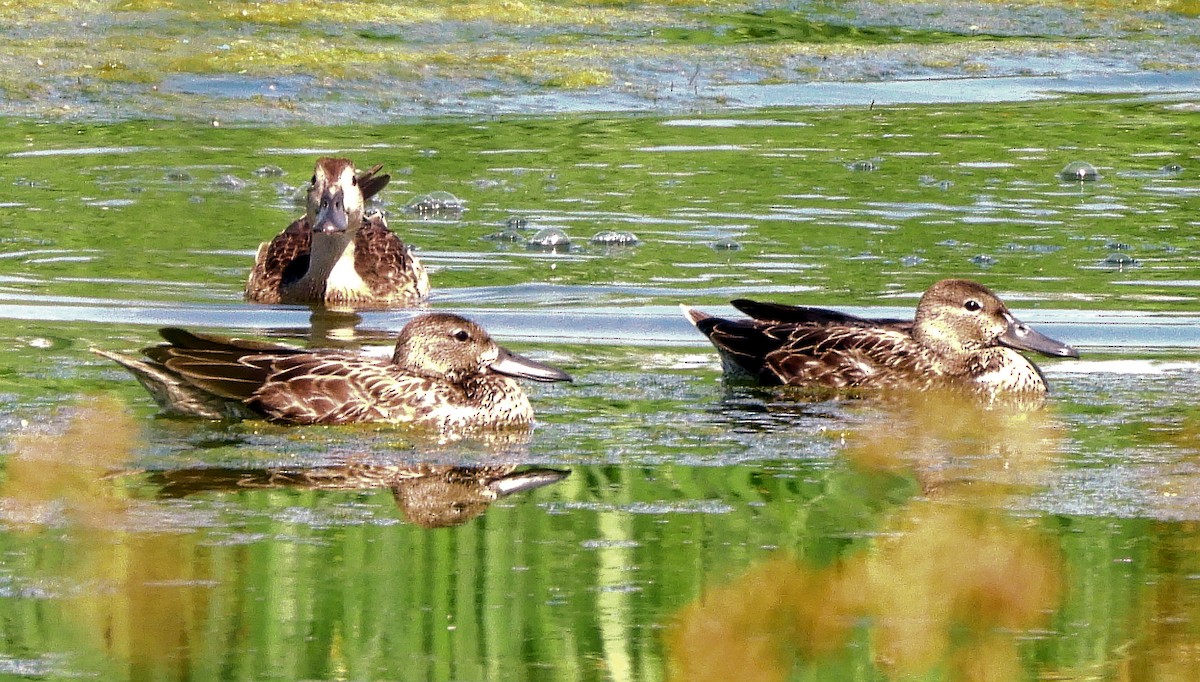 Blue-winged Teal - ML639862803