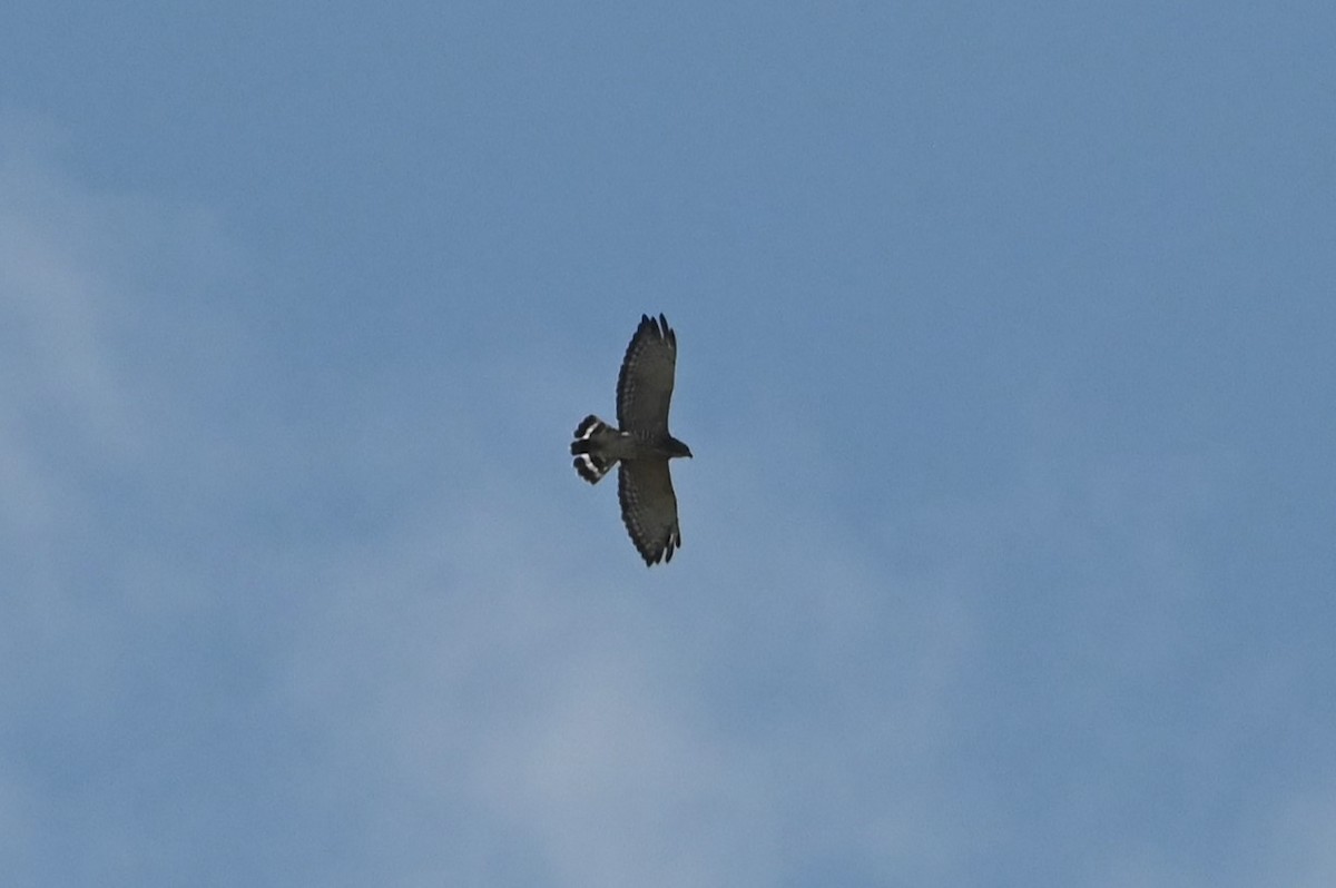 ハネビロノスリ - ML639862830