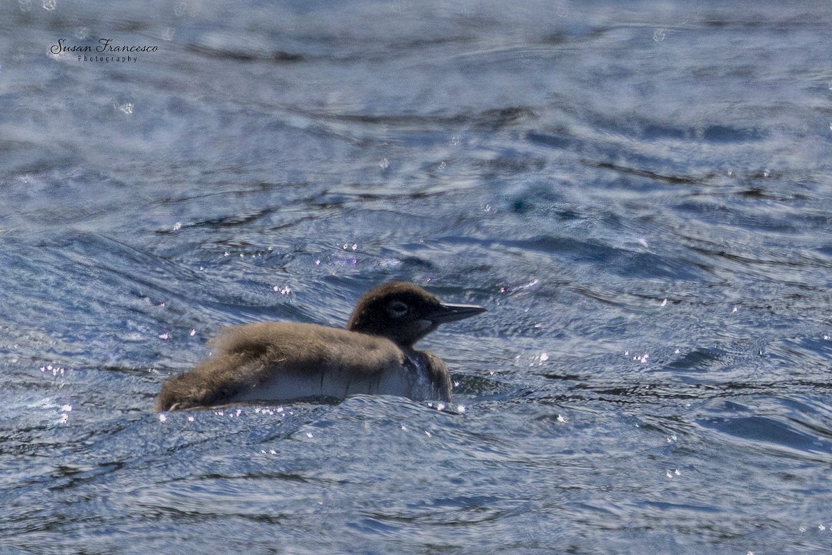 ハシグロアビ - ML639862897