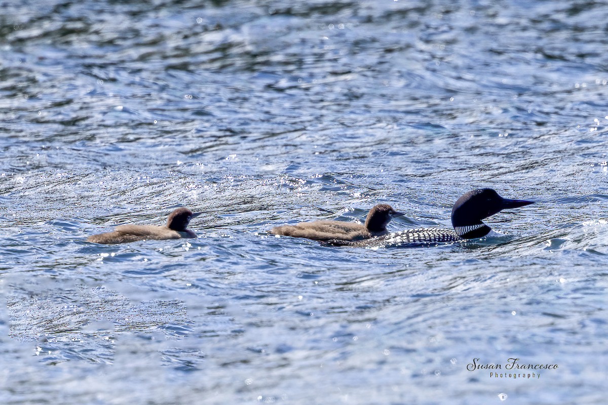 ハシグロアビ - ML639862901