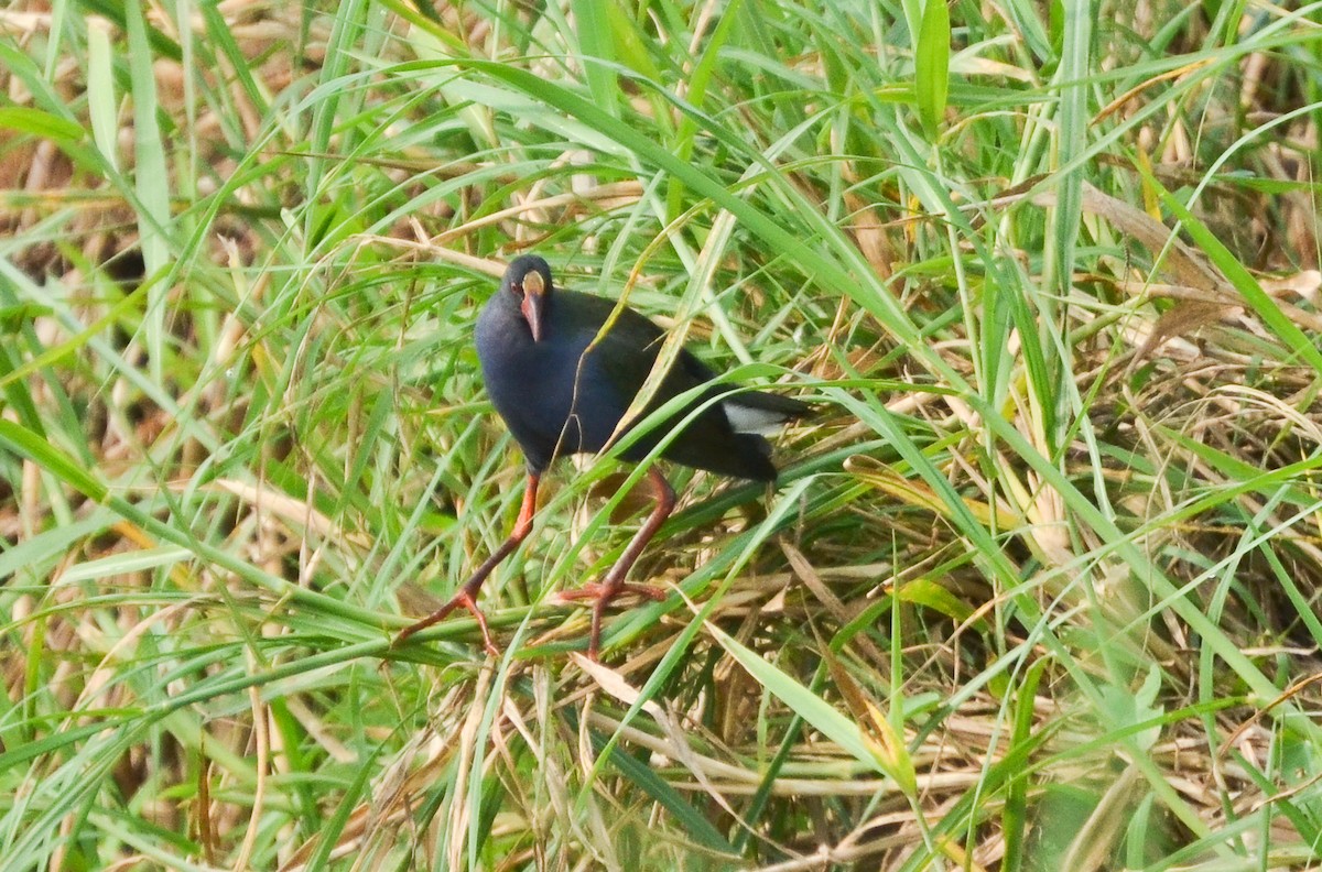 Allen's Gallinule - ML639862906