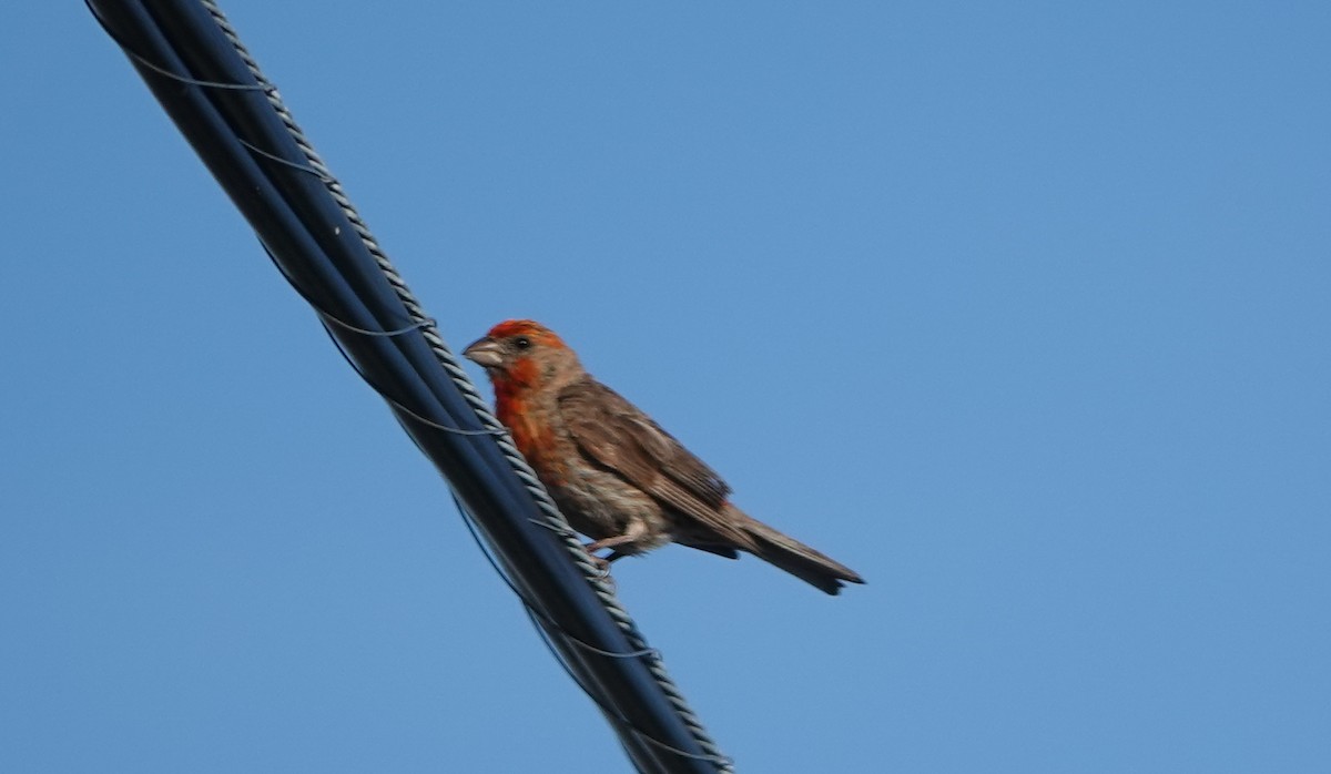 House Finch - ML639862908