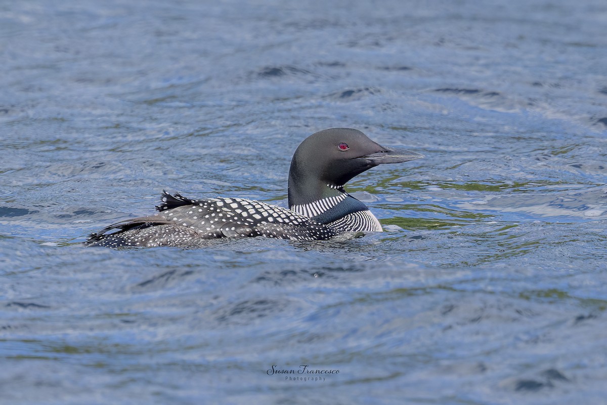 ハシグロアビ - ML639862909