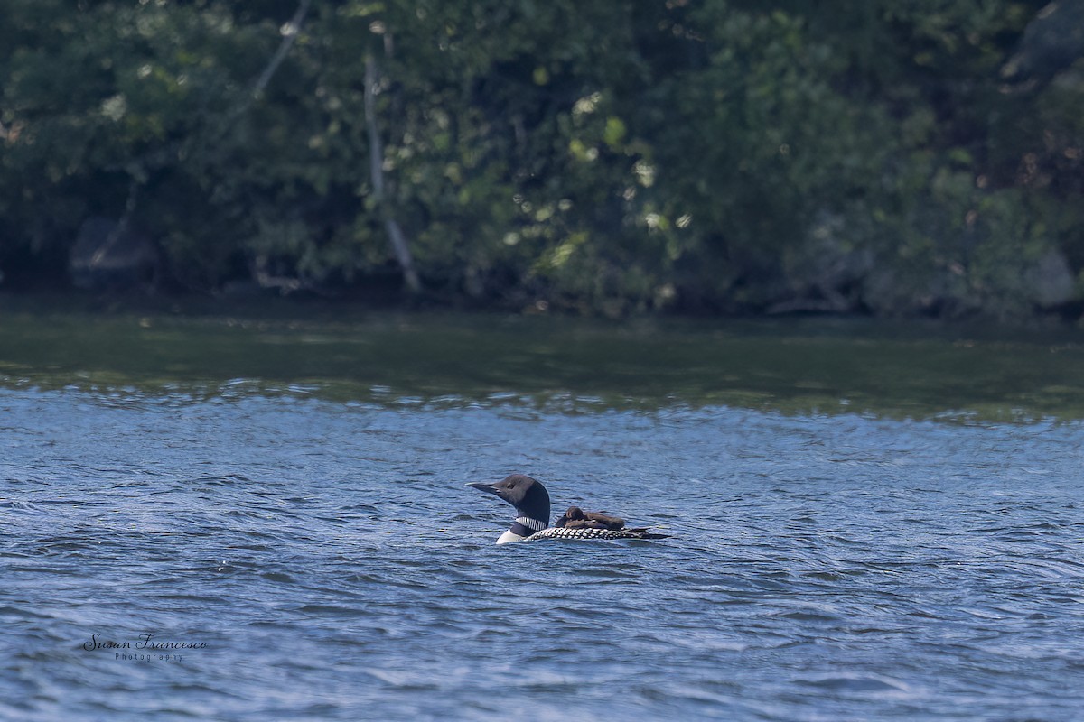 ハシグロアビ - ML639862911