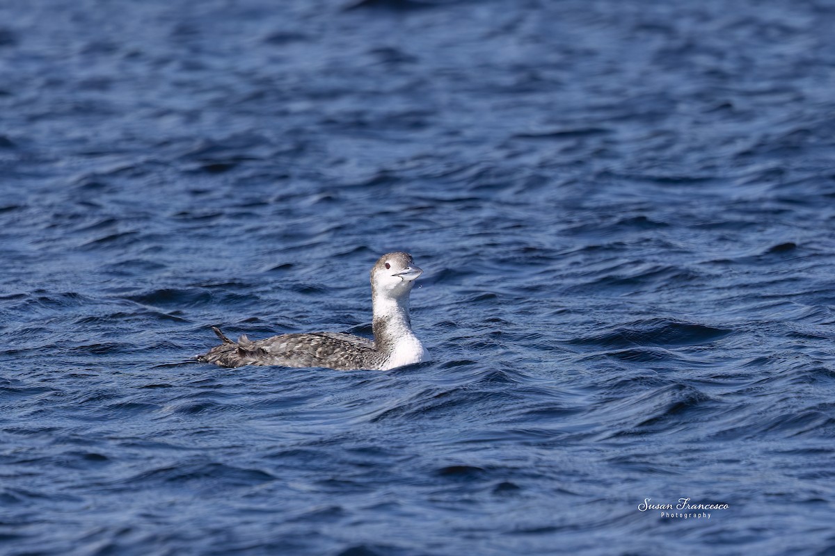 ハシグロアビ - ML639862912