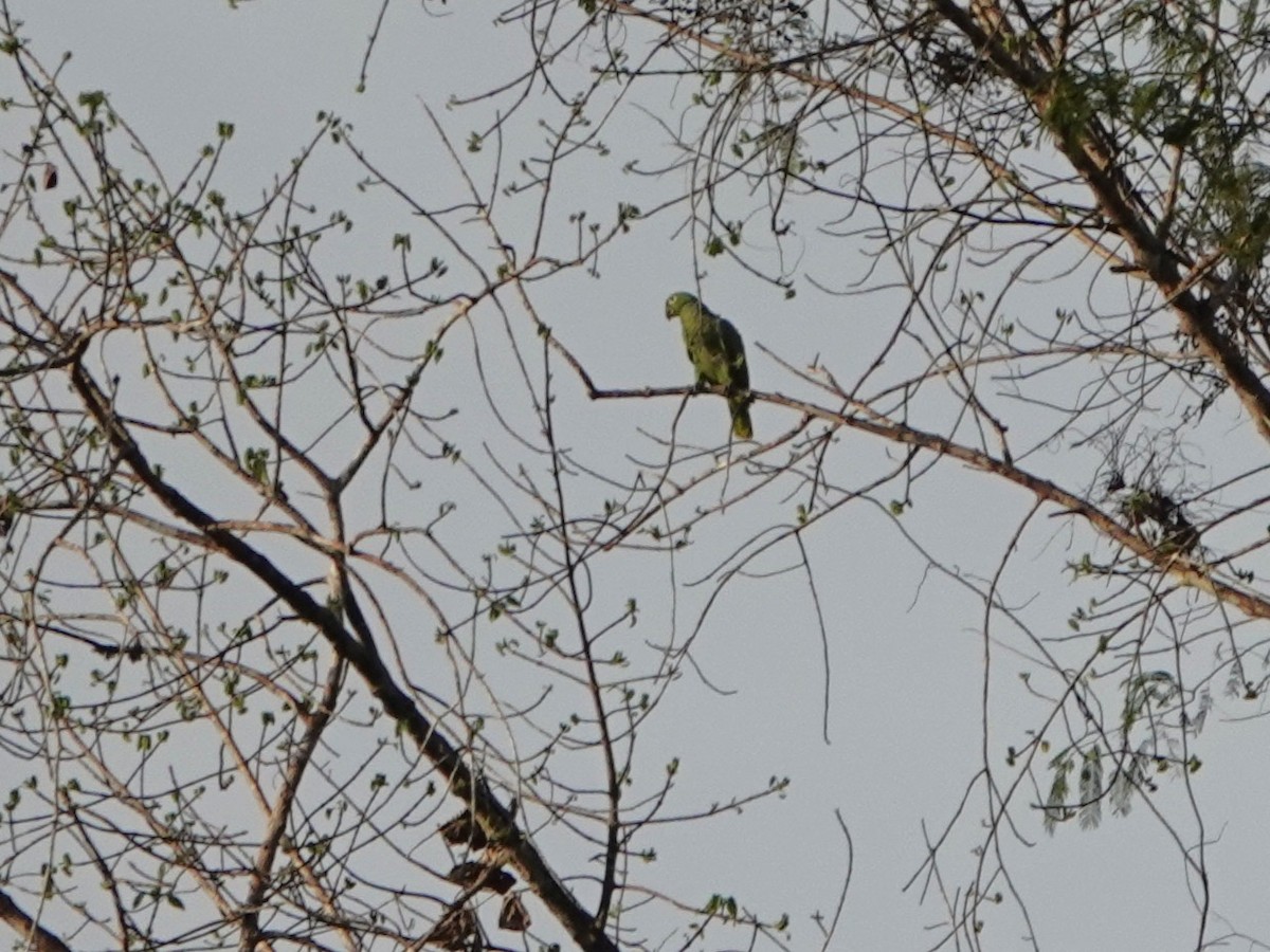 Mealy Amazon (Southern) - ML639862936