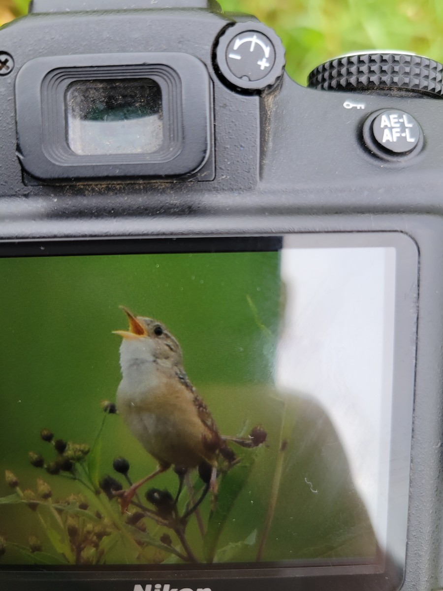 Sedge Wren - ML639862957