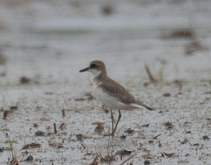 Greater Sand-Plover - ML639862960