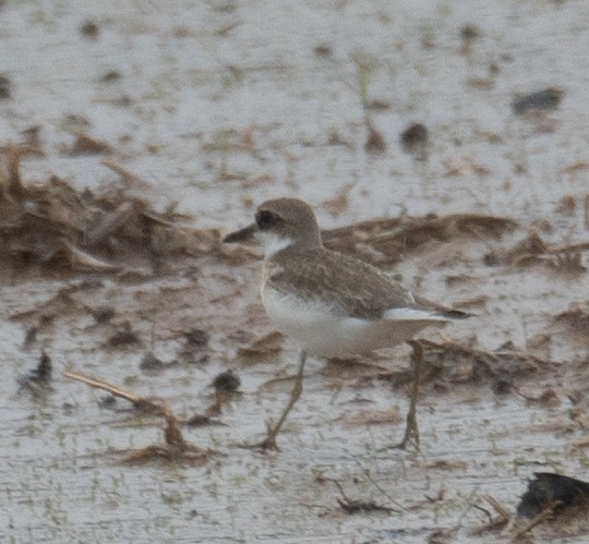 Greater Sand-Plover - ML639862961