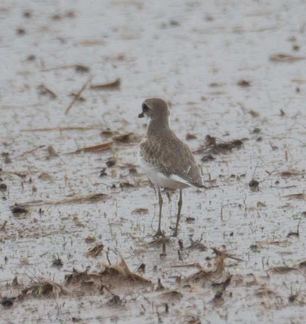 Greater Sand-Plover - ML639862962