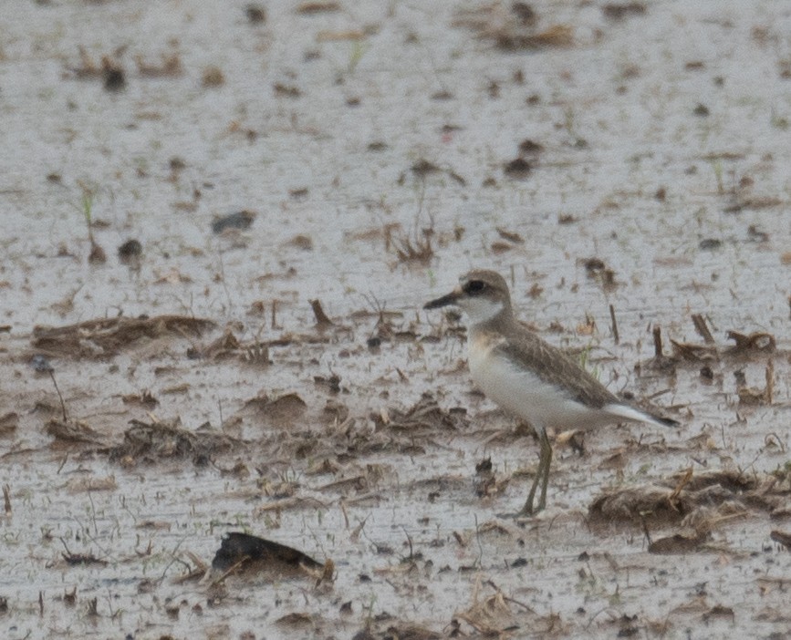 Greater Sand-Plover - ML639862963