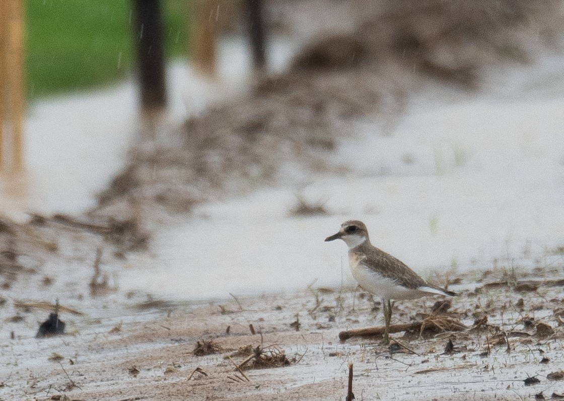 Greater Sand-Plover - ML639862964