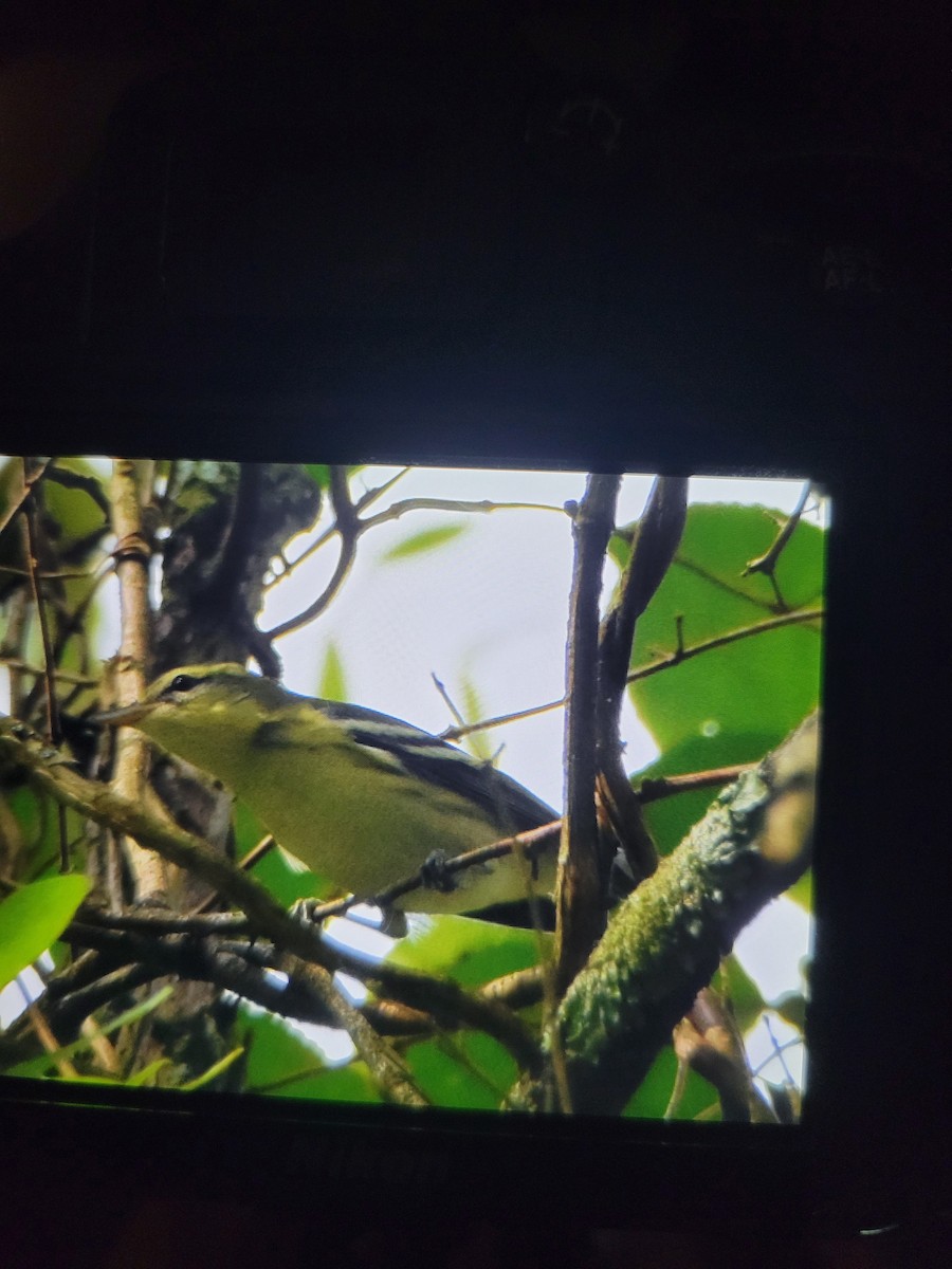 Cerulean Warbler - ML639863028