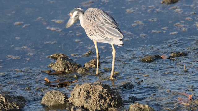 Yellow-crowned Night Heron - ML639863096