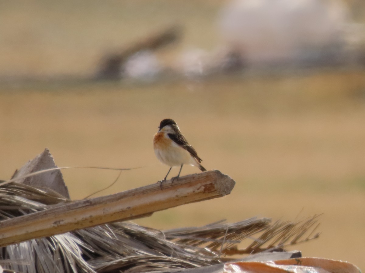 Siberian Stonechat - ML639863108