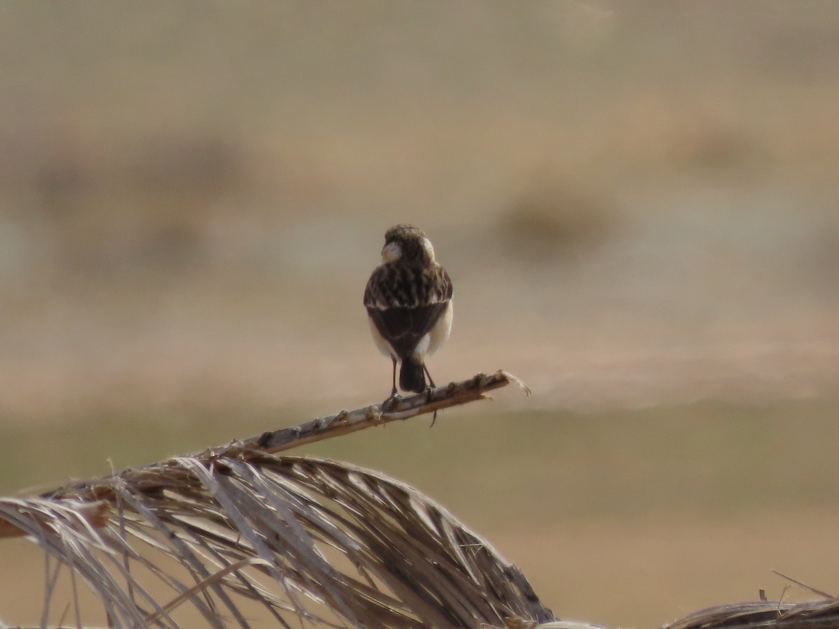 Siberian Stonechat - ML639863133