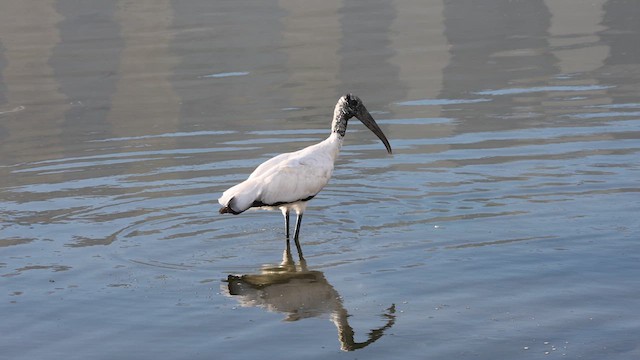 Wood Stork - ML639863135