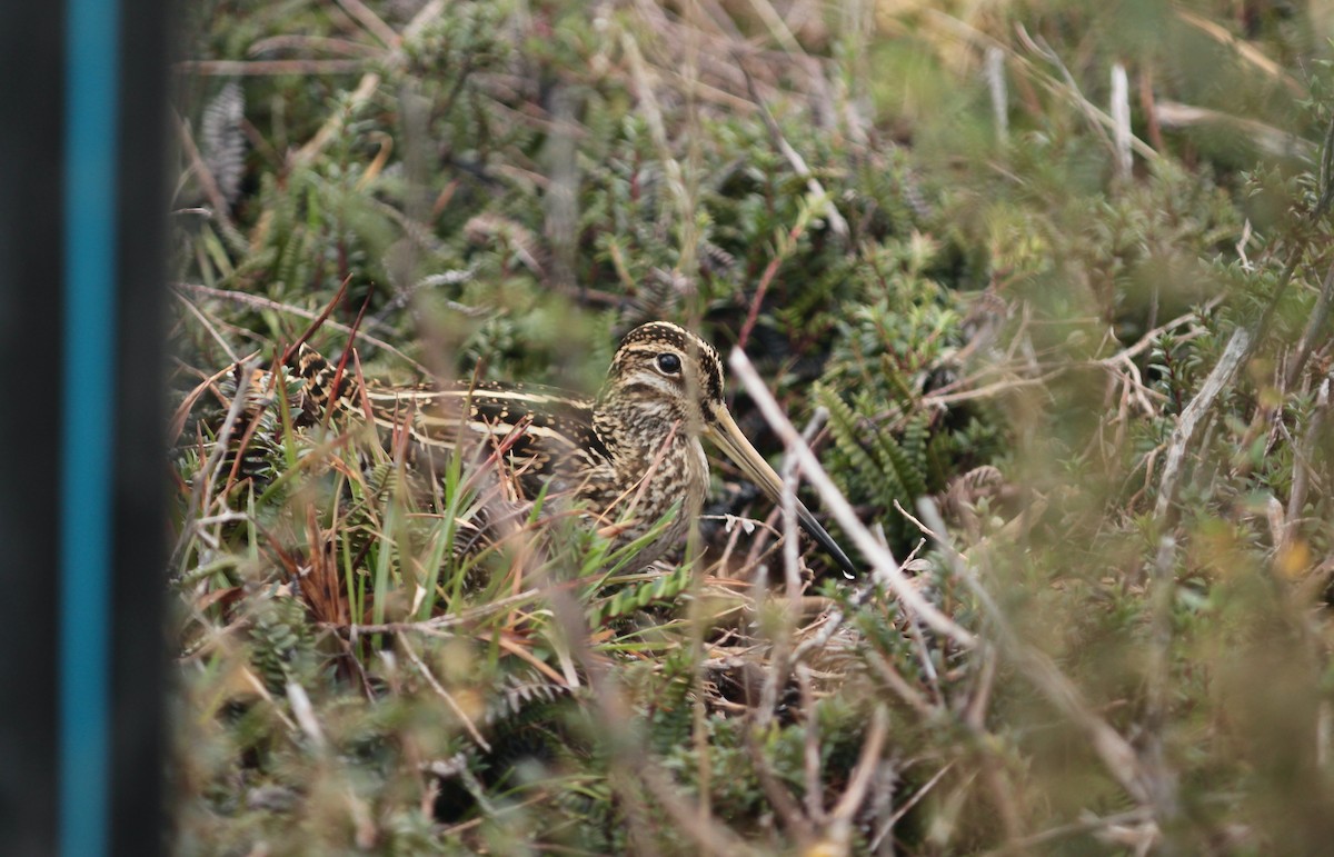 Magellanic Snipe - ML639863178