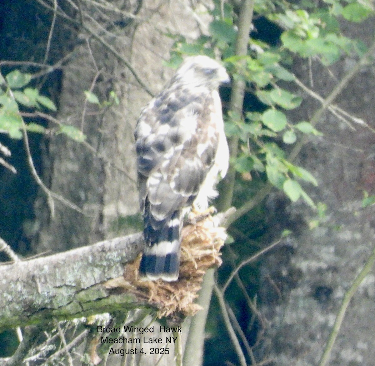 ハネビロノスリ - ML639863191