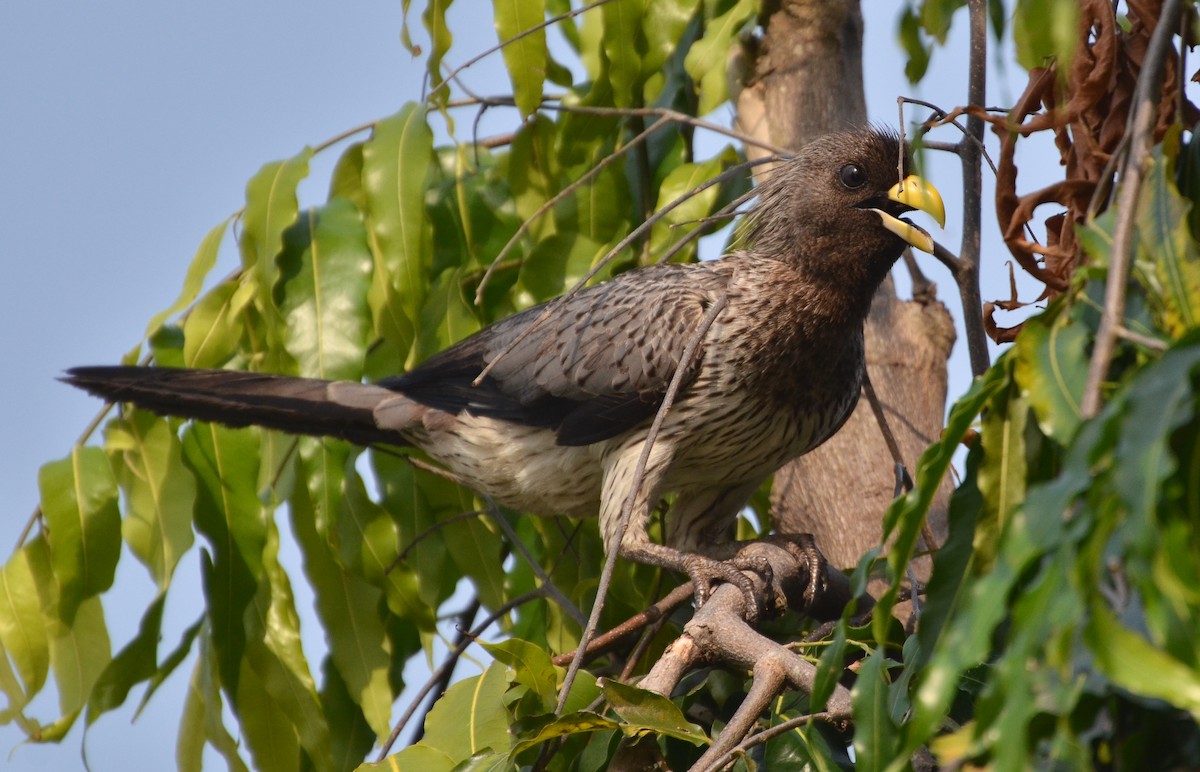 Western Plantain-eater - ML639863220