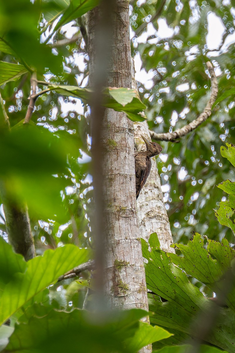 Orange-backed Woodpecker - ML639863230