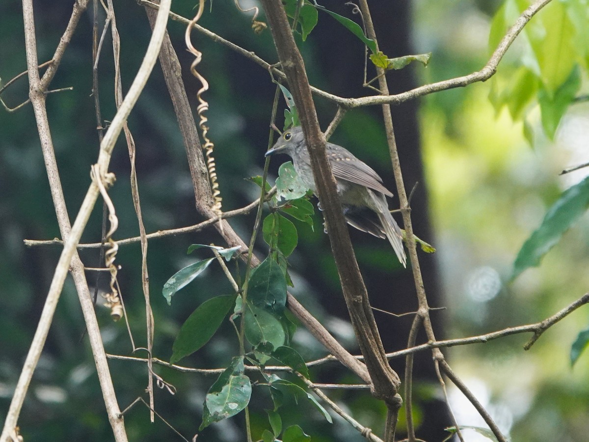Cinereous Mourner - ML639863236