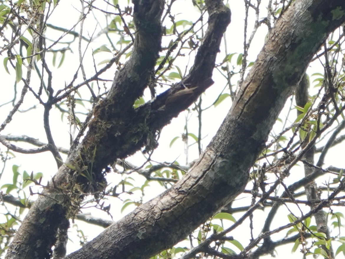 Slender-billed Xenops - ML639863239