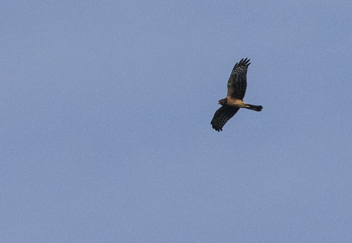 Northern Harrier - ML639863244