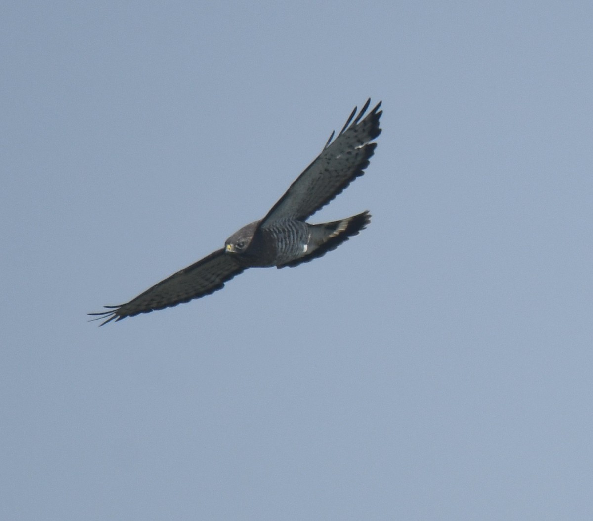 ハネビロノスリ - ML639863264