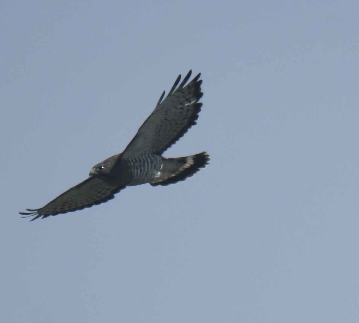 ハネビロノスリ - ML639863265