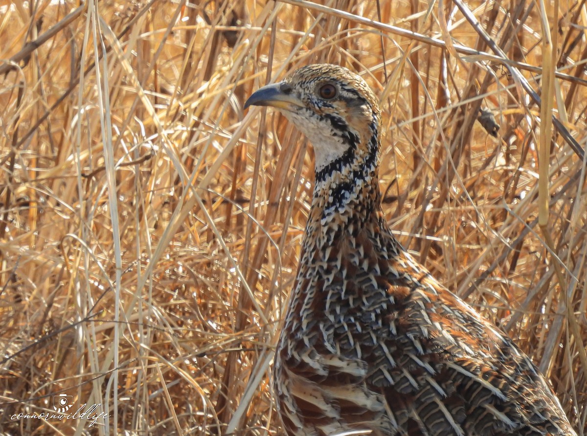 Orange River Francolin - ML639863360