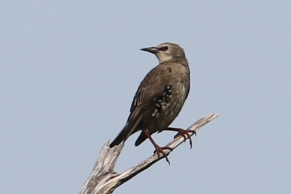 European Starling - ML639863379
