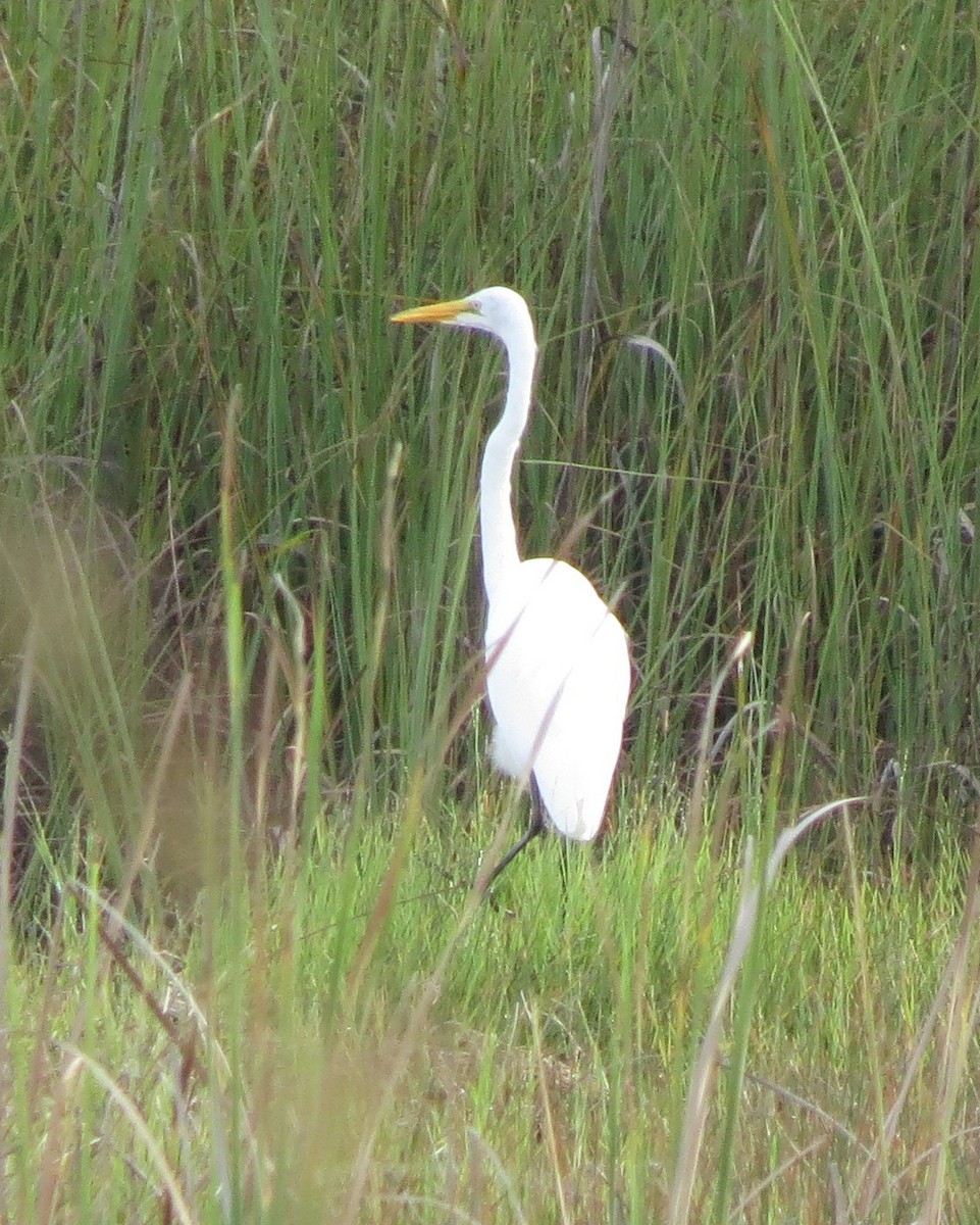 Great Egret - ML639863386