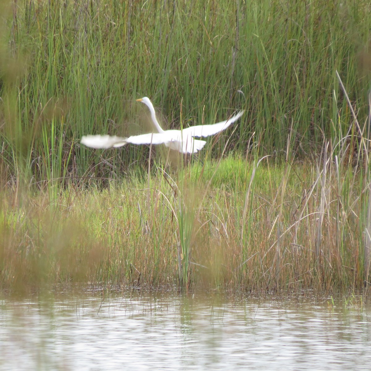 Great Egret - ML639863387