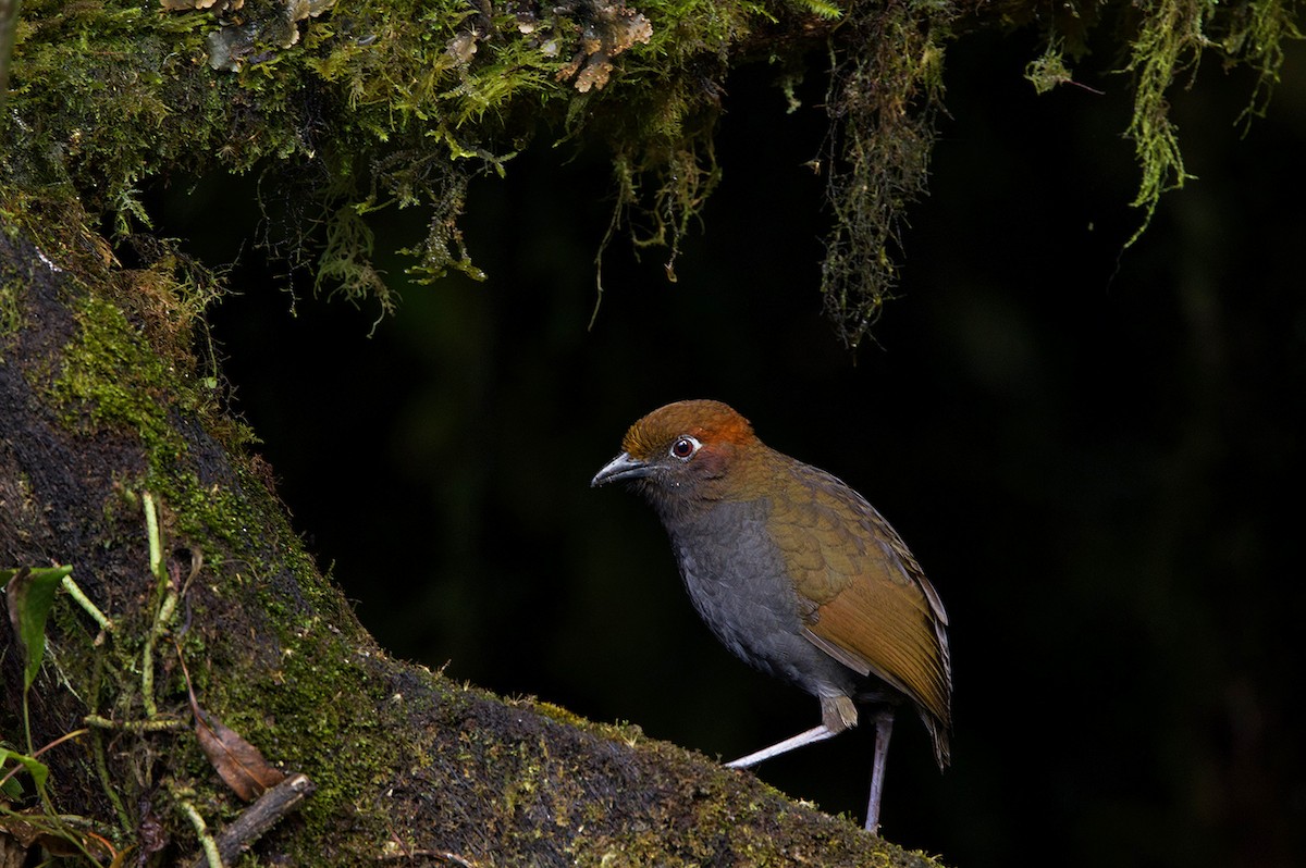 Chestnut-naped Antpitta - ML639863435