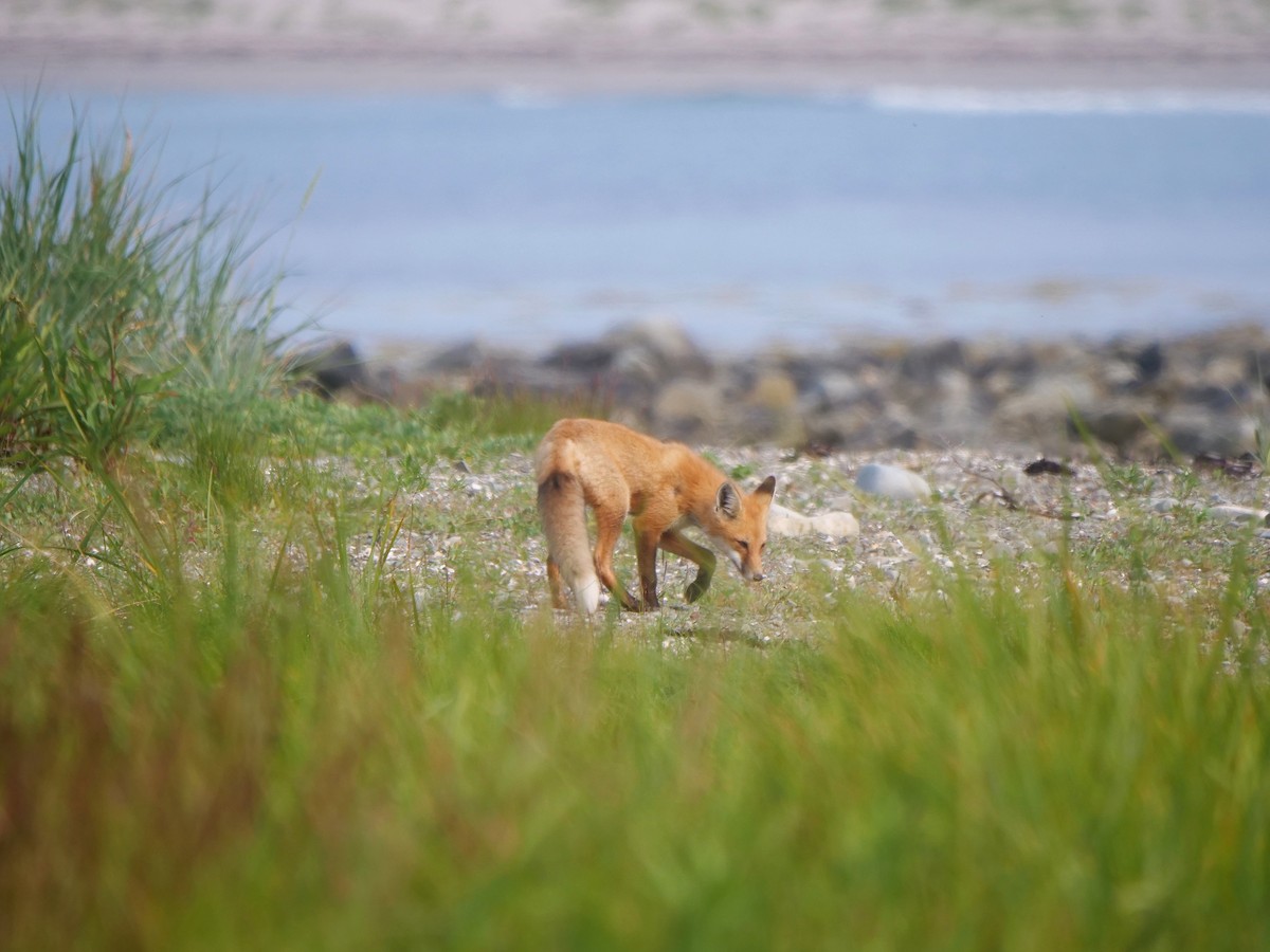 Animals - ML639863477