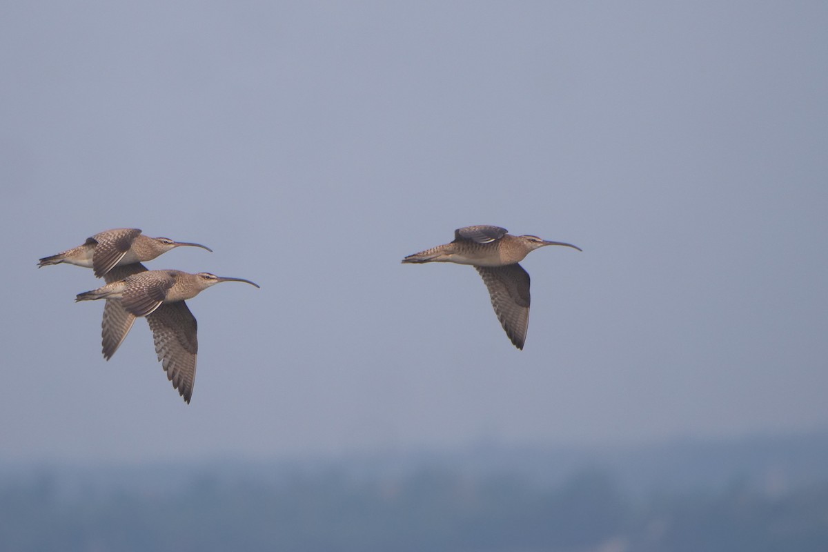 Hudsonian Whimbrel - ML639863491