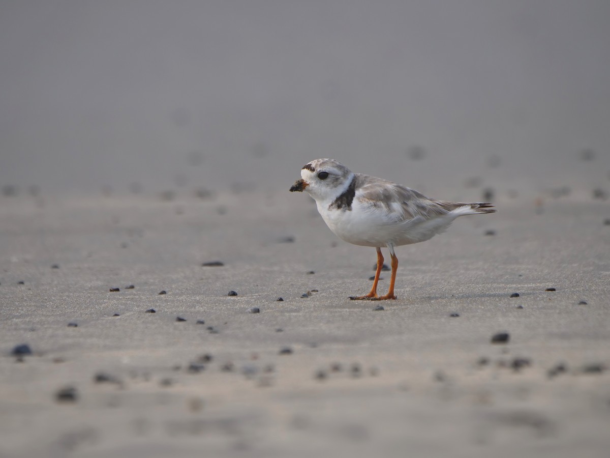 Piping Plover - ML639863498