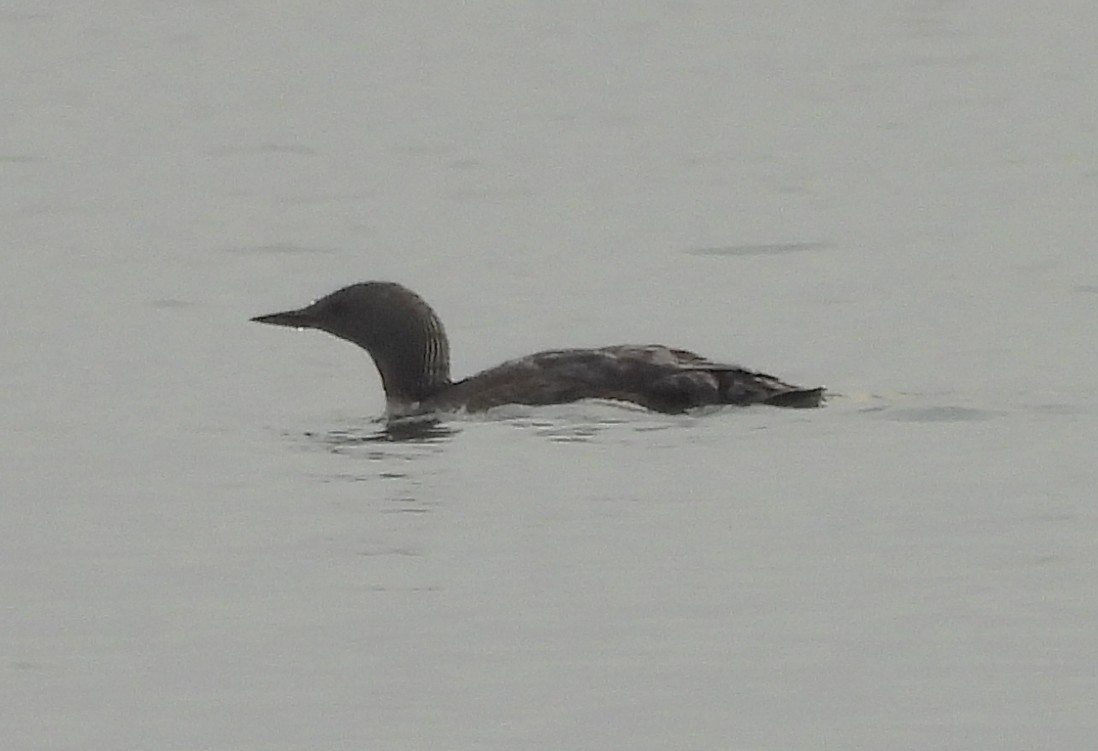 Red-throated Loon - ML639863500