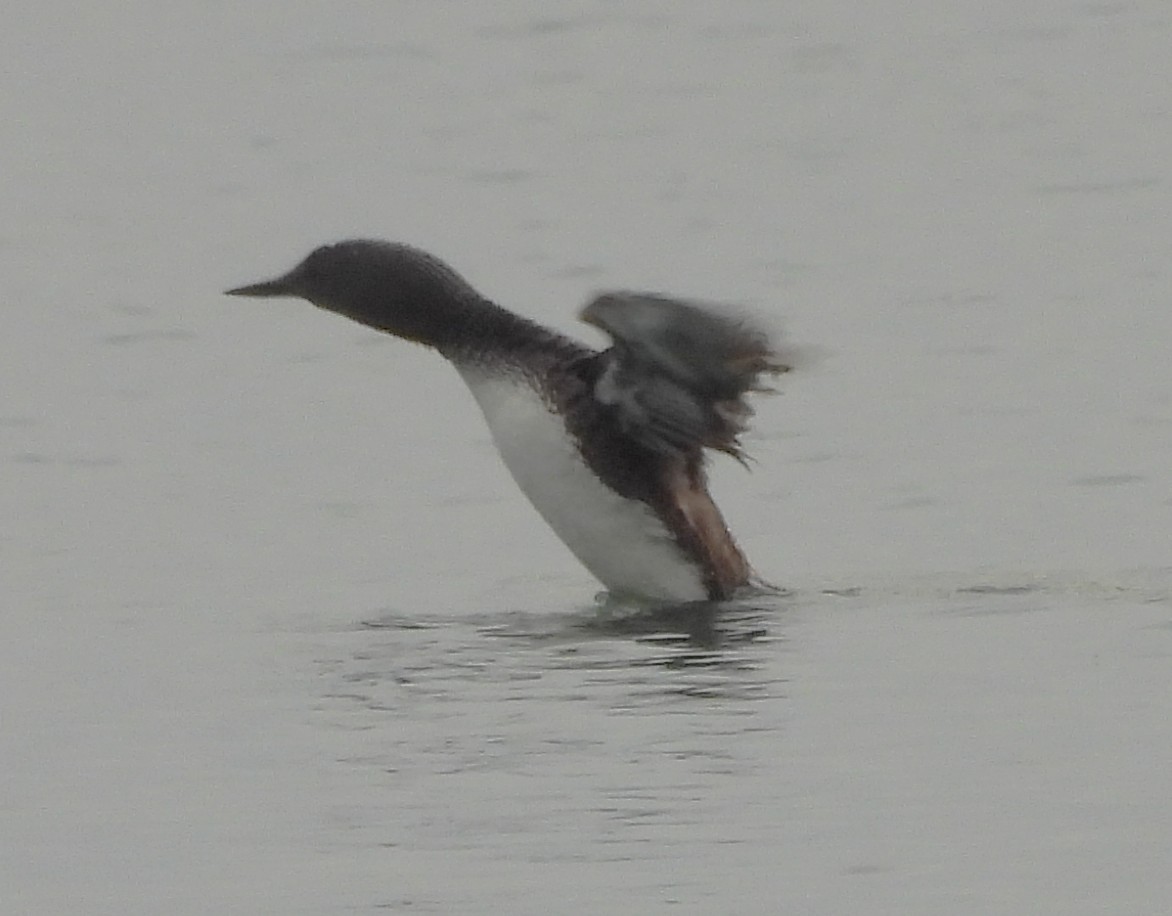 Red-throated Loon - ML639863501