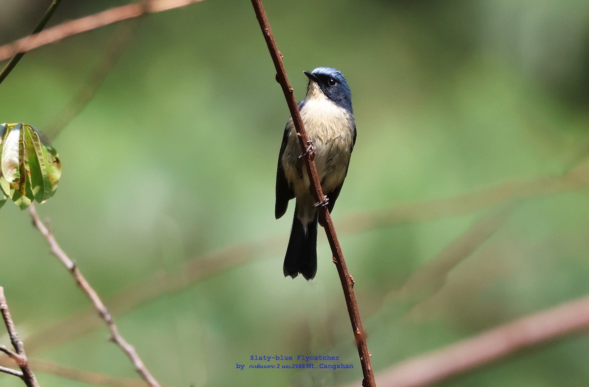 Slaty-blue Flycatcher - ML639863507