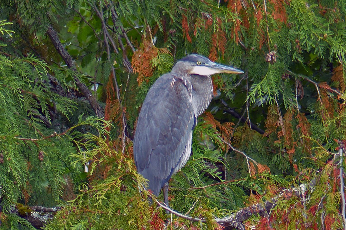 Great Blue Heron - ML639863509