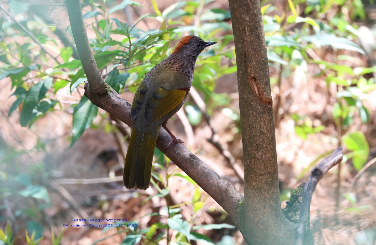 Assam Laughingthrush - ML639863537