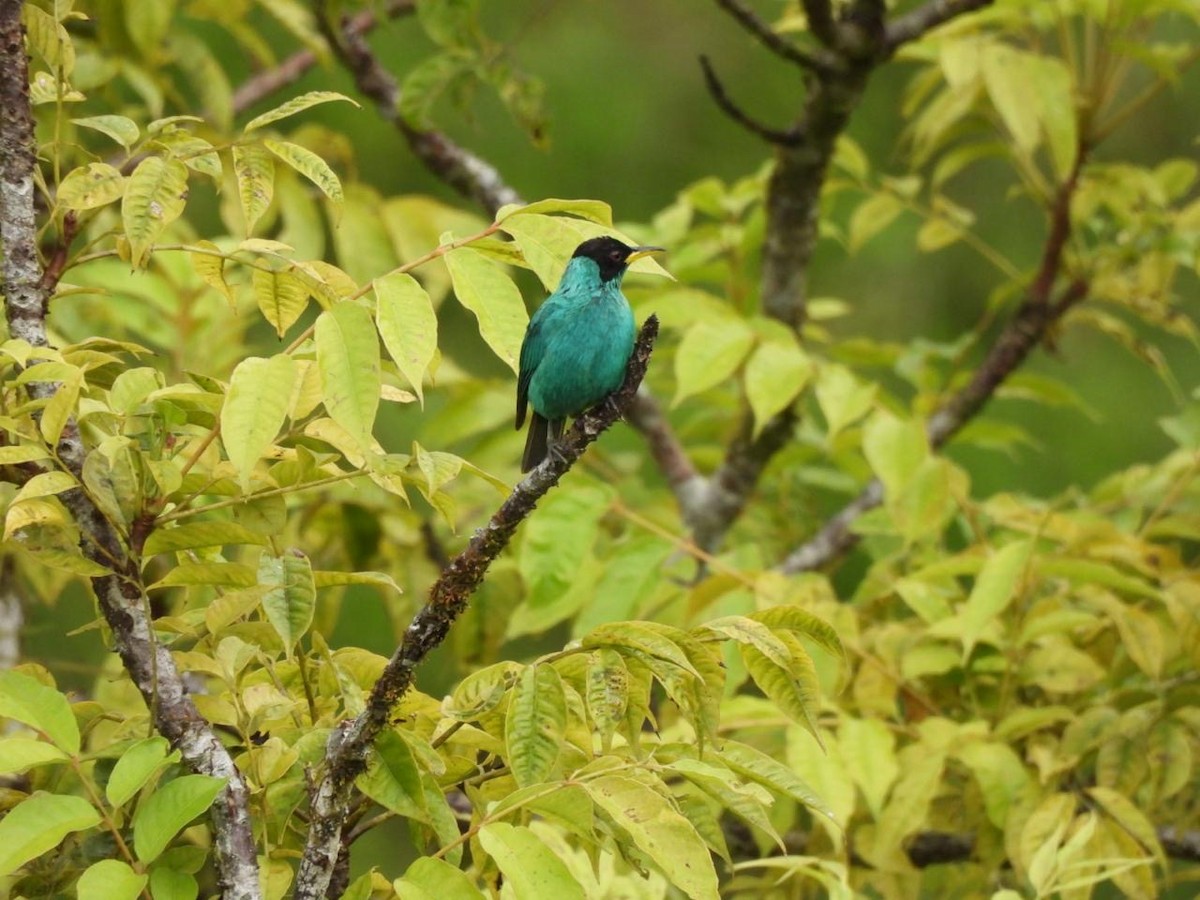 Green Honeycreeper - ML639863543